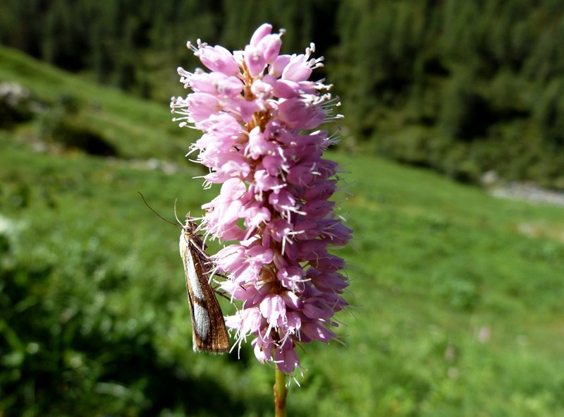 Bistorta officinalis